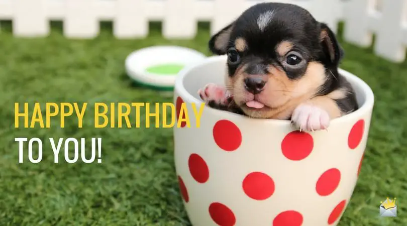 2 Words from Cute Animals: Happy Bday | Cute Birthday Wishes