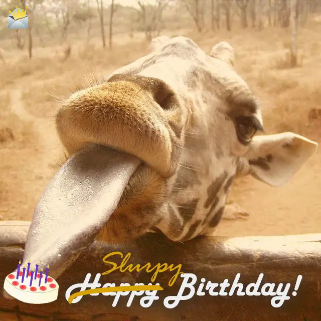 2 Words from Cute Animals: Happy Bday | Cute Birthday Wishes