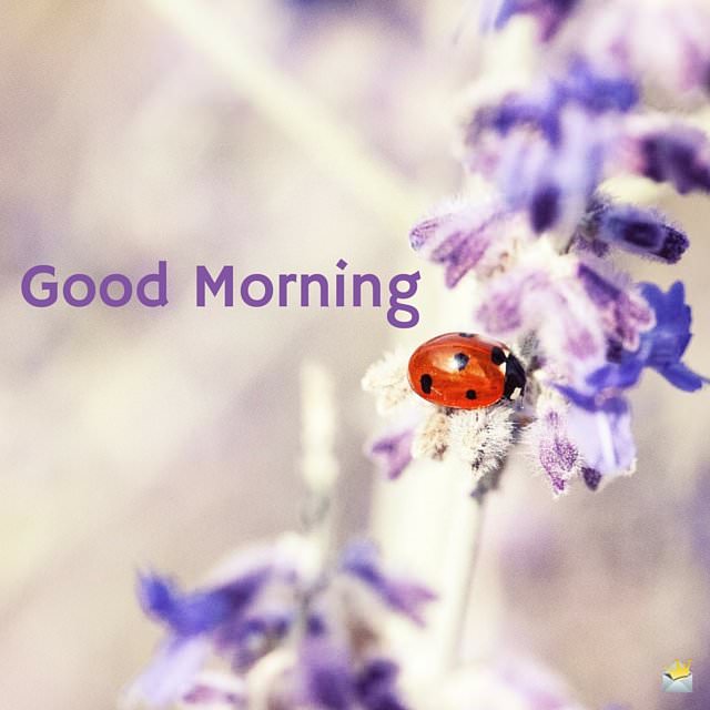 16 Good Morning Images to Make You Smile 16 Good Morning Images to Make You Smile