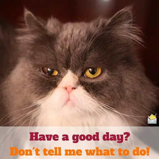 How Can You Tell When A Cat Is Happy How Can You Tell When A Cat Is Happy