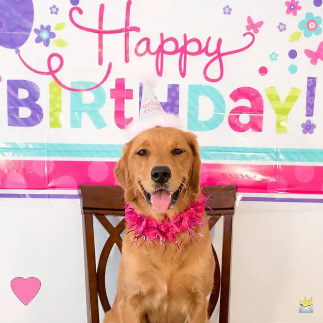 Happy Birthday Images | A Cute Gift for that Special Day
