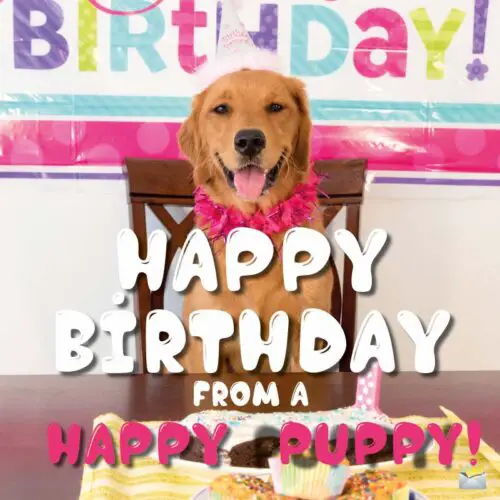 Happy Birthday from a Happy Puppy.