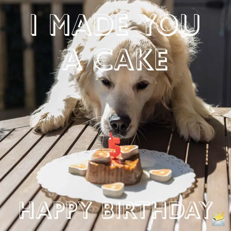 dog lovers birthday