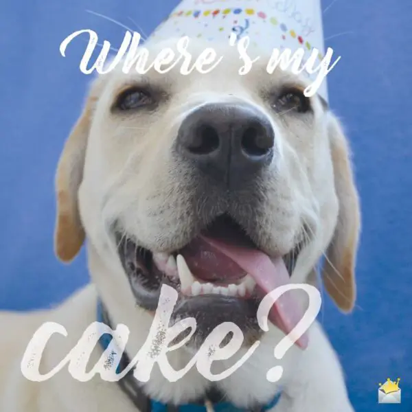 Where's my Cake?