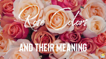 Cover photo for the post Rose Colors and their meaning.