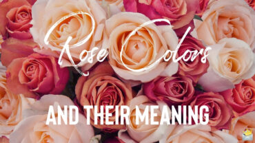 Cover photo for the post Rose Colors and their meaning.