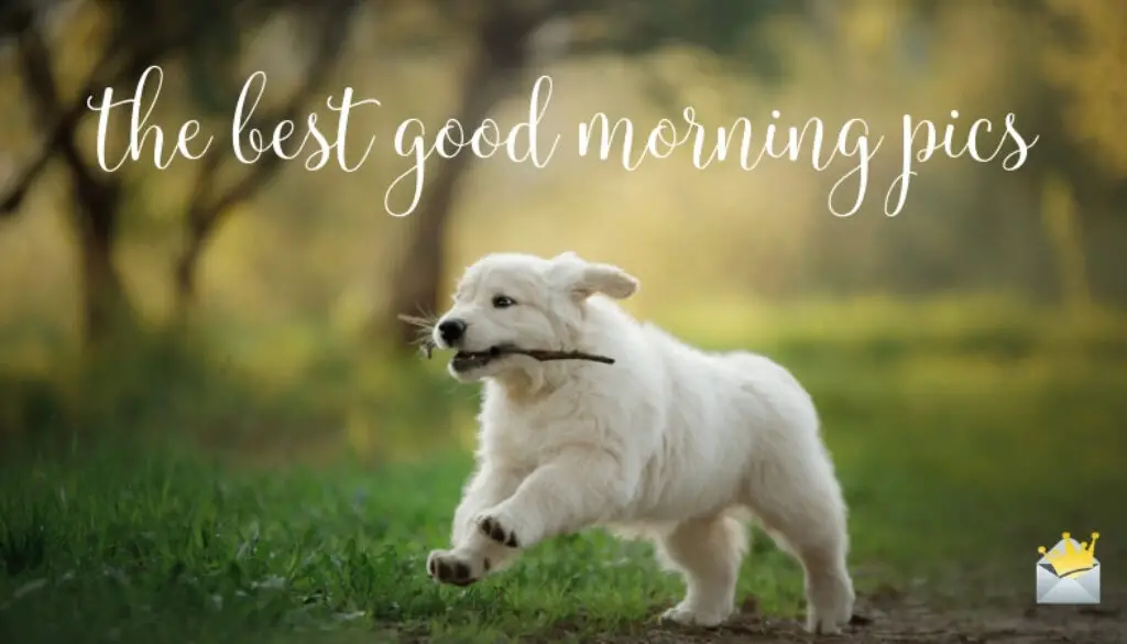 The best good morning pics.