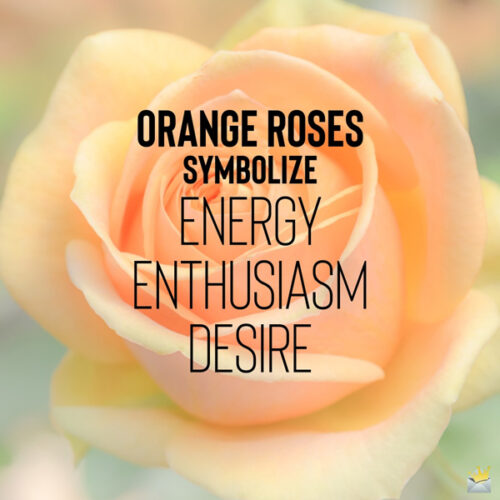 An image that explains what orange roses symbolize.