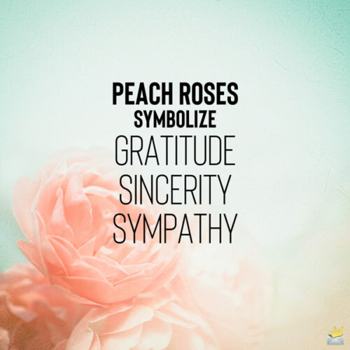 An image that explains what peach roses symbolize.