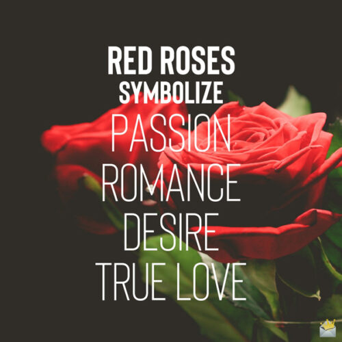 An image that explains what red roses symbolize. 