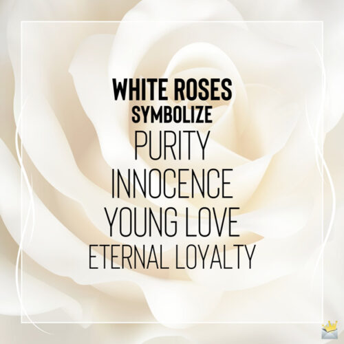 An image that explains what white roses symbolize.