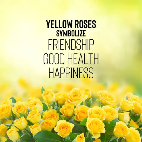 An image that explains what yellow roses symbolize.