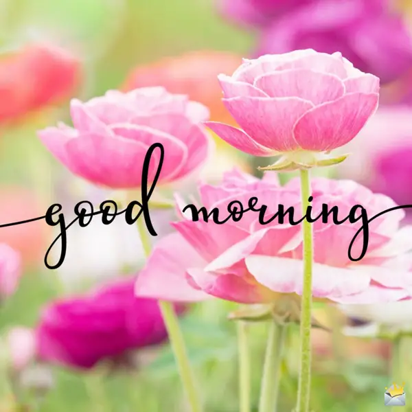 Good morning Good-morning-images-with-flowers-36