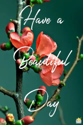 79 Good Morning Images With Flowers Have A Beautiful Day