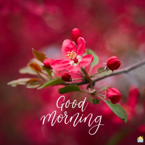 Good morning image to make your morning beautiful.
