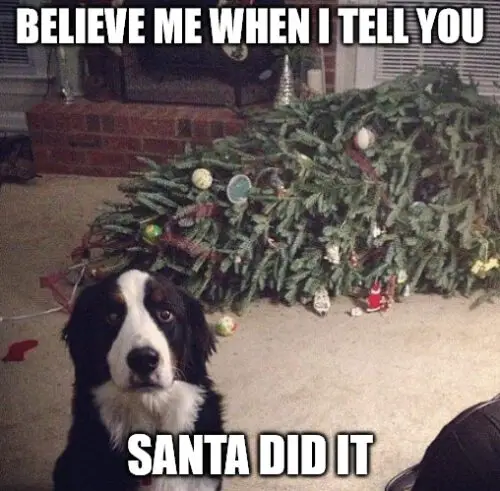 Believe me when I tell you Santa Did it - Dog Christmas Meme