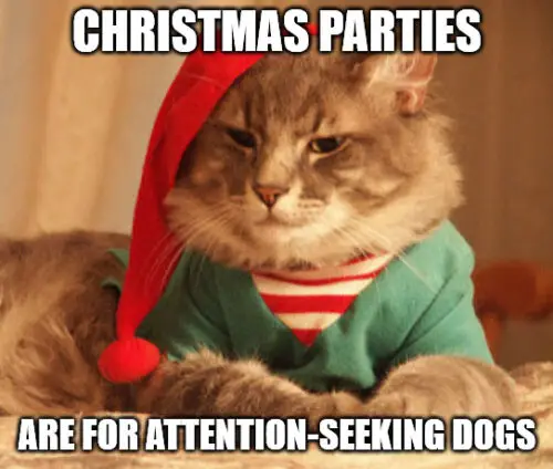 Christmas parties are for attention-seeking dogs - Christmas cat meme