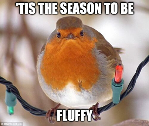 Tis The Season to be Fluffy - Sad Bird Christmas Meme