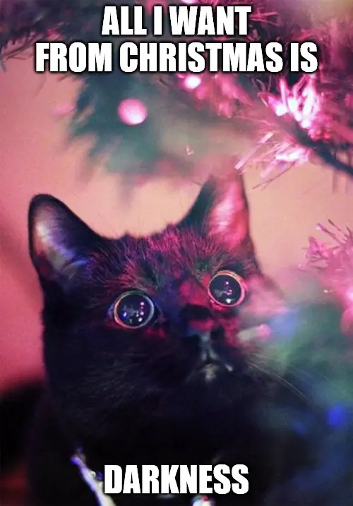 all I want from Christmas is darkness - Christmas cat meme