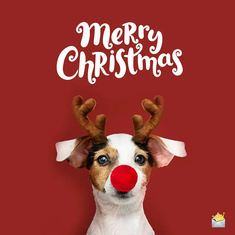 Download 150+ Merry Christmas Wishes | The Season To Be Jolly