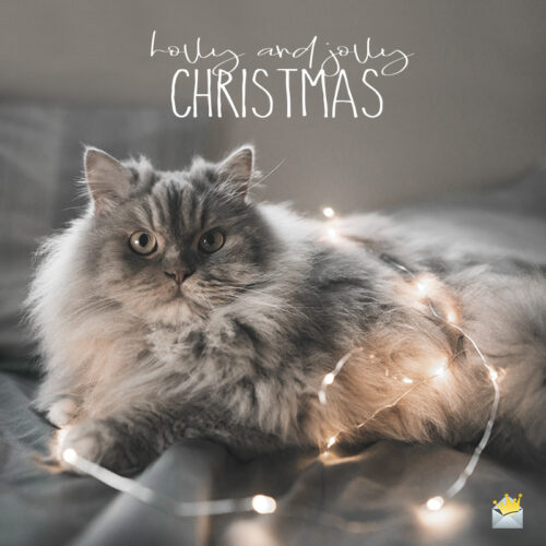 Merry Christmas Wishes on picture of a cute cat.