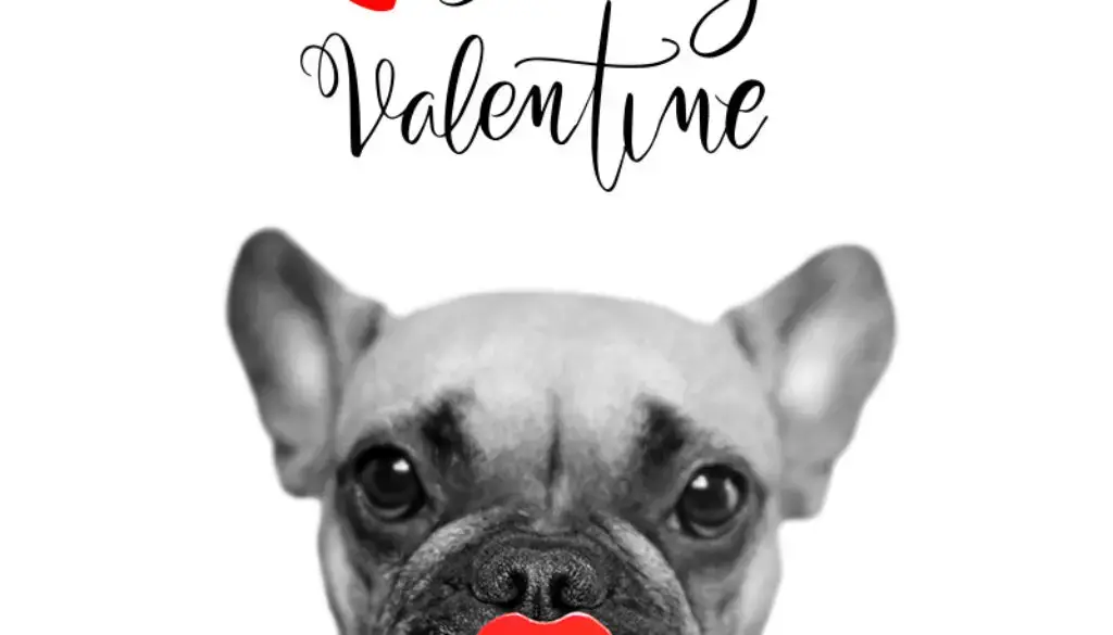 81 Funny Valentine's Day Quotes | Now That Cupid Shot At Me