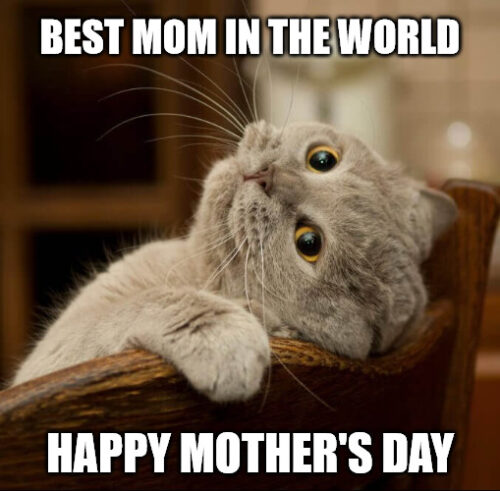 Mother's Day Funny Cat meme.