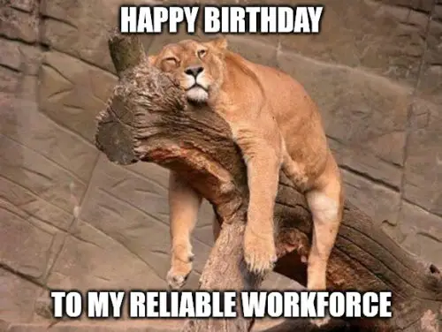 Sleeping Lion Husband's birthday meme.