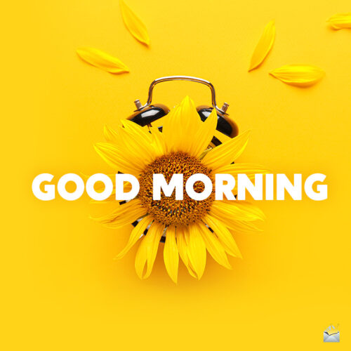 Good morning image with sunflowers.