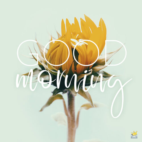 Good morning image with sunflowers.