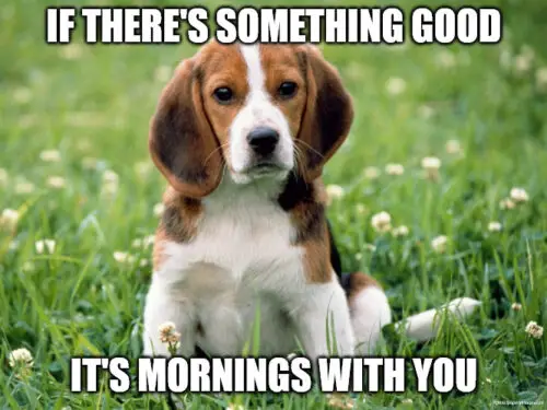 Good morning how are you meme with cute puppy.