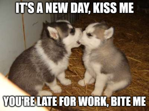 Cute Puppies morning Meme.