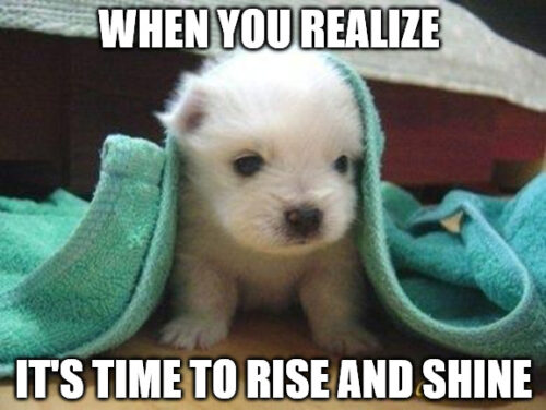 Cute Morning Puppy meme.