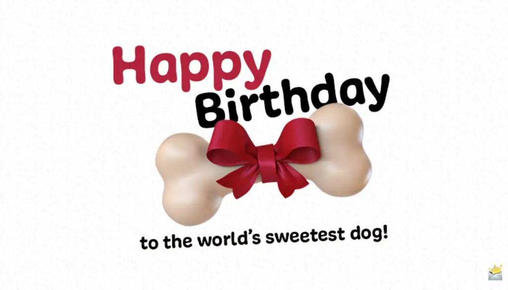 Happy birthday, dog.