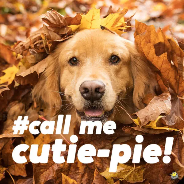 90+ Fall Captions for Instagram Autumn Leaves Are Brown