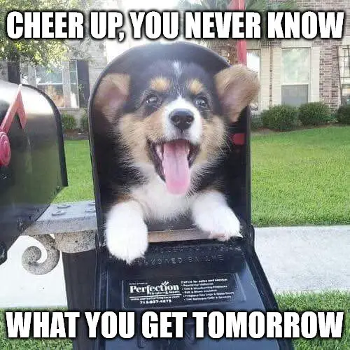 Cute doggo in mailbox Meme to Cheer you up