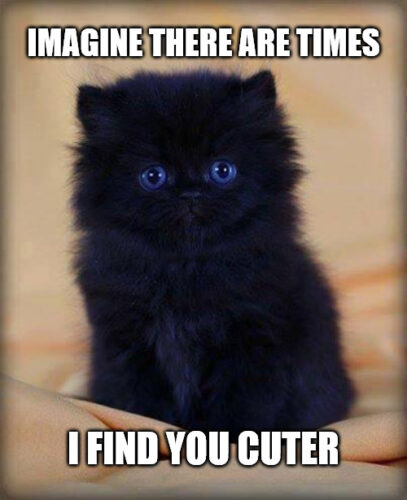 Cuter than the insanely cute kitten Meme