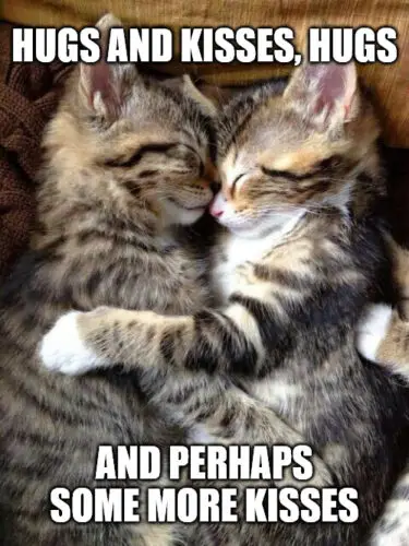 Hugs and kisses Cats Cuddling meme.