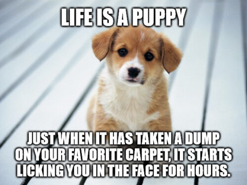 Life is a puppy Cheer Up meme.