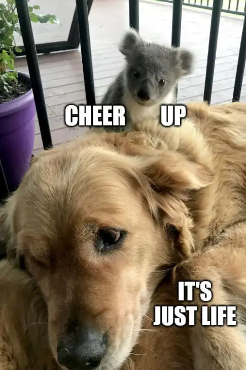 Rescue Dog Meme to Cheer them up