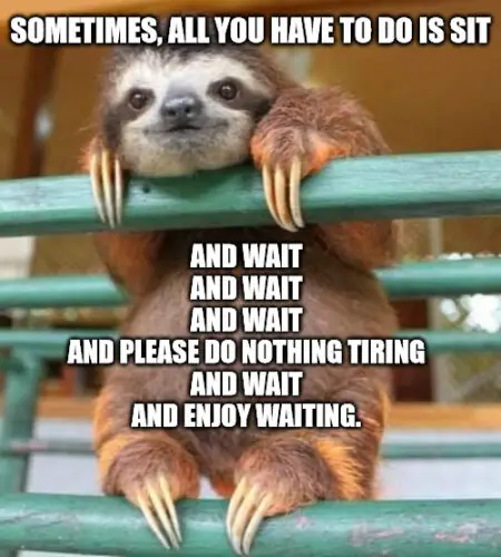 Sit and Wait cute-sloth Meme to Cheer you up