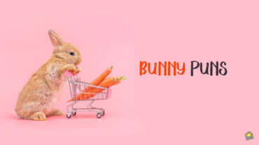 Bunny puns for Instagram.