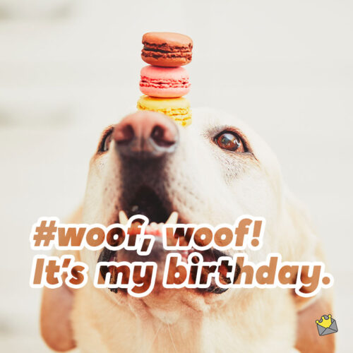 Dog Birthday Caption.