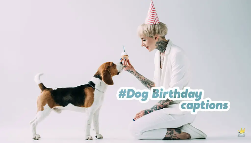 Dog Birthday Captions