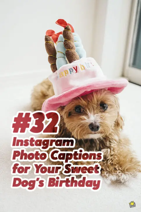 32 Instagram Photo Captions for Your Sweet Dog's Birthday