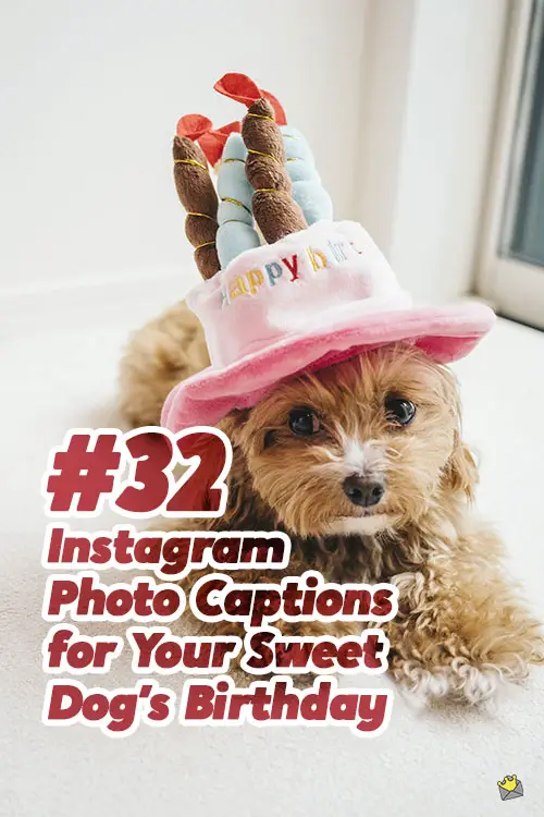 32 Instagram Photo Captions for Your Sweet Dog
