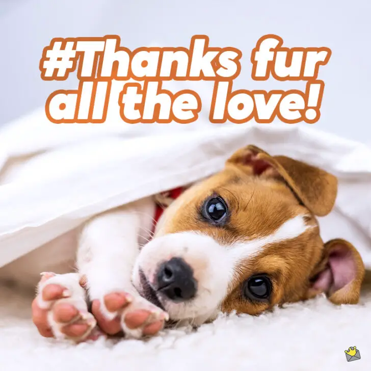 66 Dog Captions for Those Cute Fur Ball Pics