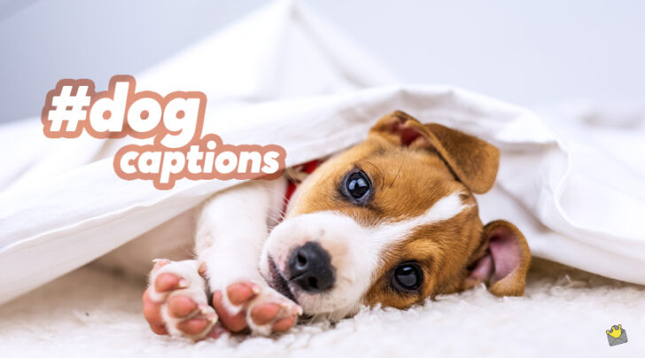 66 Great Dog Captions for Those Cute Fur Ball Pics 66 Great Dog Captions for Those Cute Fur Ball Pics