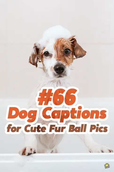 66 Dog Captions for Cute Fur Ball Pics