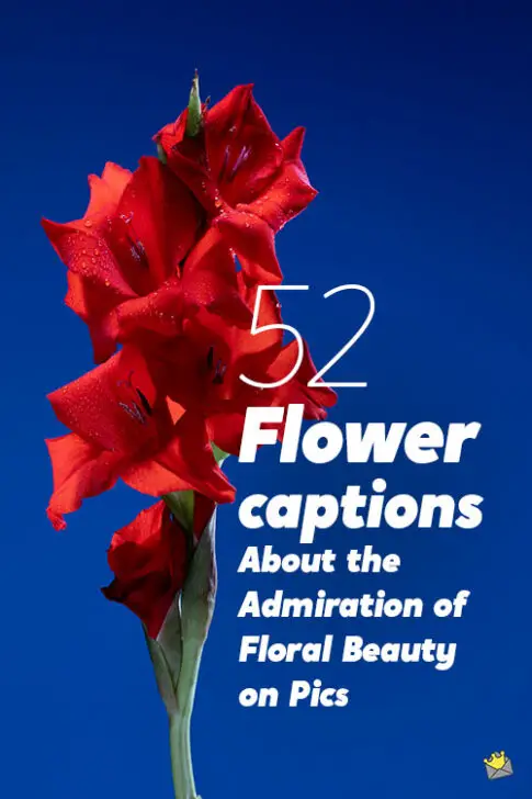 52 Flower Captions About the Admiration of Floral Beauty on Pics